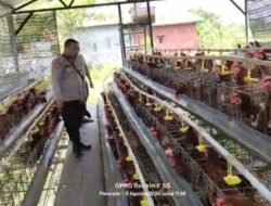 Bhabinkamtibmas Polsek Rembang Laporkan Budidaya Ayam Petelur di Kalisat Tumbuh Sehat