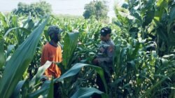 Tanaman Jagung di Dukuhsari Tumbuh Subur, Bhabinkamtibmas Dorong Pemanfaatan Lahan Produktif