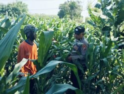 Tanaman Jagung di Dukuhsari Tumbuh Subur, Bhabinkamtibmas Dorong Pemanfaatan Lahan Produktif