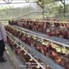 Budidaya Ayam Petelur di Kalisat Berkembang Baik, Bhabinkamtibmas Dukung Ketahanan Pangan