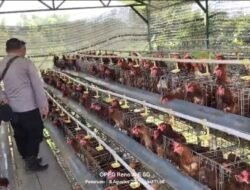 Budidaya Ayam Petelur di Kalisat Berkembang Baik, Bhabinkamtibmas Dukung Ketahanan Pangan