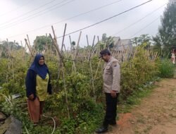 Bhabinkamtibmas Polsek Nongkojajar Pantau Tanaman Cabe, Dukung Program Ketahanan Pangan Nasional