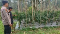 Bhabinkamtibmas Polsek Nongkojajar Pantau Tanaman Cabai, Dorong Masyarakat Perkuat Ketahanan Pangan
