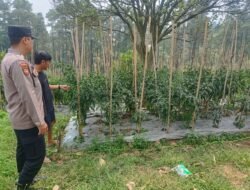 Bhabinkamtibmas Polsek Nongkojajar Pantau Tanaman Cabai, Dorong Masyarakat Perkuat Ketahanan Pangan