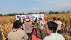 Panen Jagung Bantuan Pemerintah di Sambisirah Kenalkan Modernisasi Pertanian