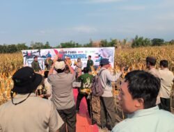 Panen Jagung Bantuan Pemerintah di Sambisirah Kenalkan Modernisasi Pertanian