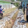 Polsek Nongkojajar Pantau Tanaman Bawang Putih, Dukung Program Ketahanan Pangan Nasional