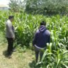 Bhabinkamtibmas Sukorejo Pantau Pertumbuhan Tanaman Jagung, Dukung Program Ketahanan Pangan