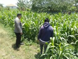 Bhabinkamtibmas Sukorejo Pantau Pertumbuhan Tanaman Jagung, Dukung Program Ketahanan Pangan