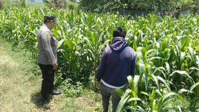 Bhabinkamtibmas Sukorejo Pantau Pertumbuhan Tanaman Jagung, Dukung Program Ketahanan Pangan