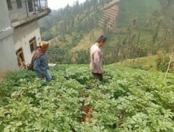 Bhabinkamtibmas Tosari Rutin Cek Tanaman Kentang, Dukung Ketahanan Pangan Warga