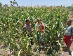 Polsek Sukorejo Dampingi Kelompok Tani Manfaatkan Lahan Produktif untuk Ketahanan Pangan