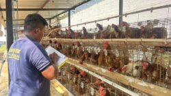 Produktif di Balik Jeruji, Lapas Pasuruan Sukses Panen Telur Dari 387 Ekor Ayam Petelur