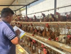 Produktif di Balik Jeruji, Lapas Pasuruan Sukses Panen Telur Dari 387 Ekor Ayam Petelur