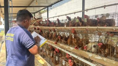 Produktif di Balik Jeruji, Lapas Pasuruan Sukses Panen Telur Dari 387 Ekor Ayam Petelur