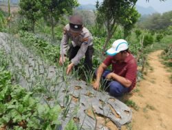 Polsek Nongkojajar Dukung Ketahanan Pangan Nasional, Bhabinkamtibmas Pantau Tanaman Bawang Putih di Tlogosari
